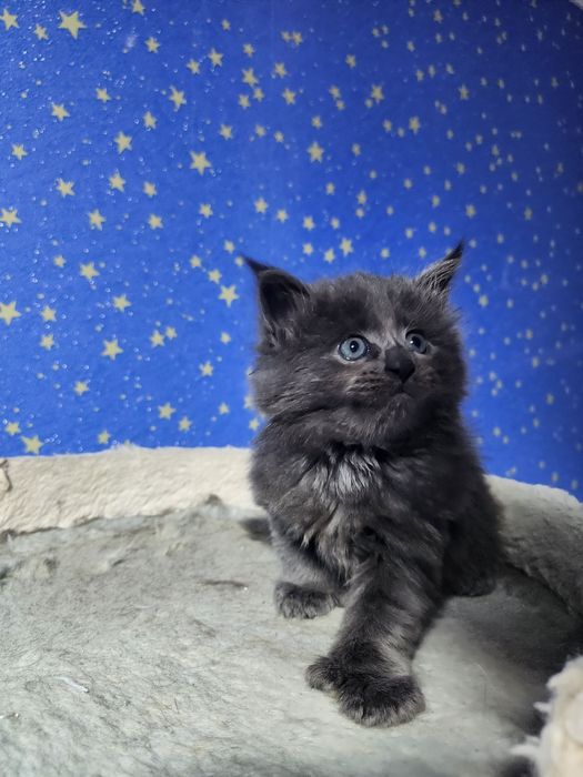 Продаются котята