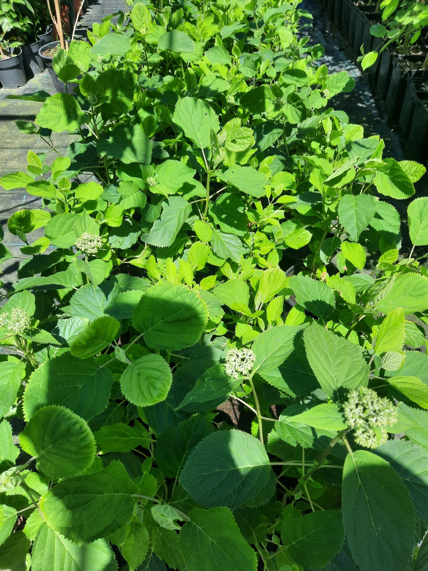 Hortensia Annabelle