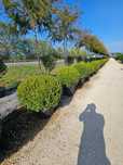 Buxus de mai multe dimensiuni