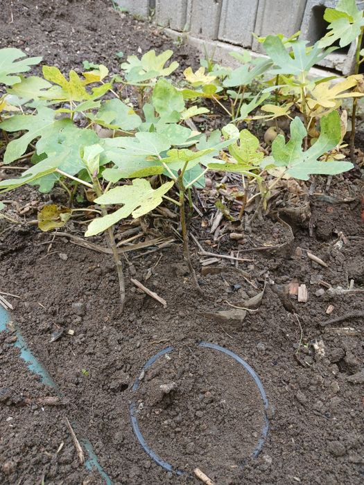 Pui de smochin negru