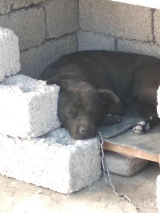 Щенки (чау чау питбуль) совершенно бесплатно