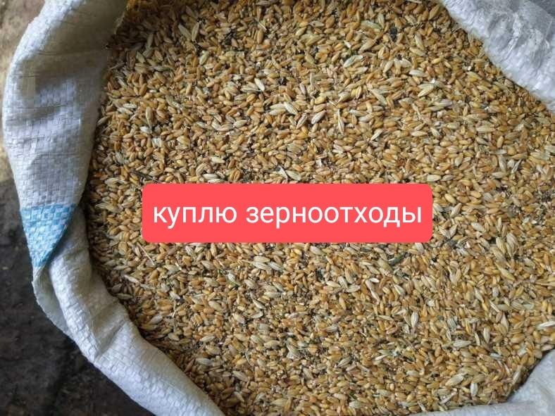 Закупаем зерноотходы,  ячмень