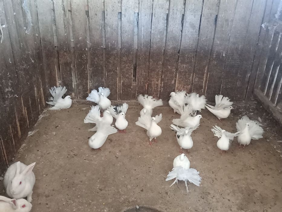 Vând porumbei curcan/voltați