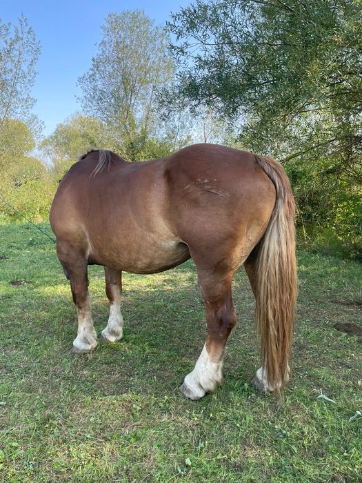 Vând iapa Breton  cu pedigree adusa din Franța