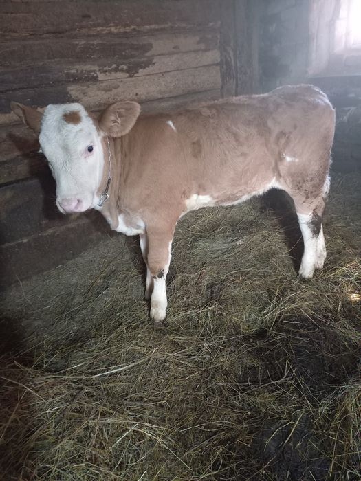 Vând vitica de 2 luni