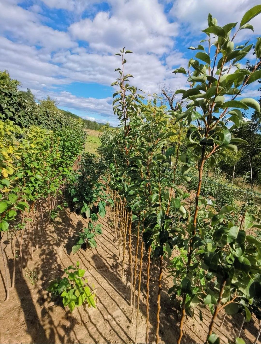 Pomi fructiferi;Arbuști fructiferi și ornamentali;Fructe (bio)