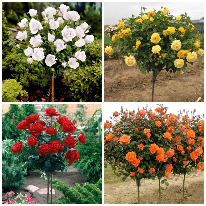 Trandafir pomisor prin curier, rosu, mov, roz, alb, galben 150 cm