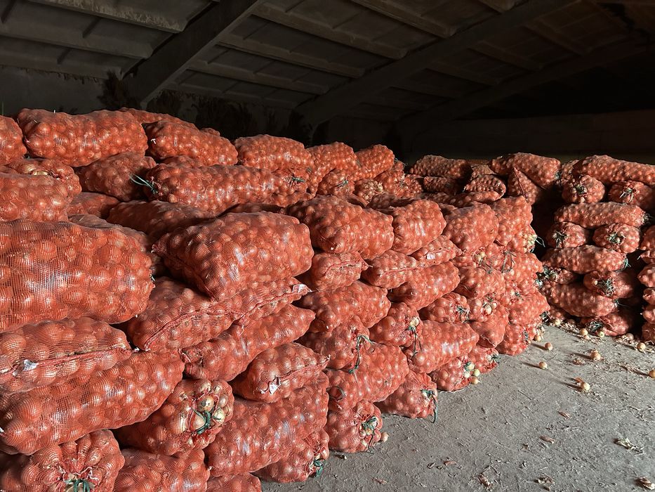 продам лук от 3х тон