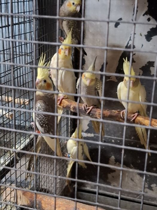 De la perusi la alexandrii mari