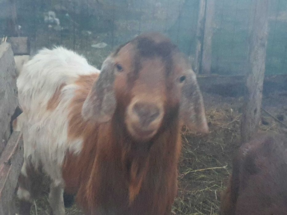 Vind Tap Anglonubian