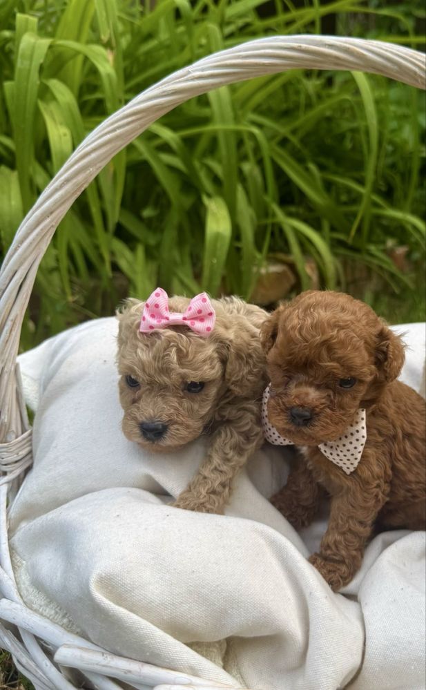 Пудел той / Toy poodle