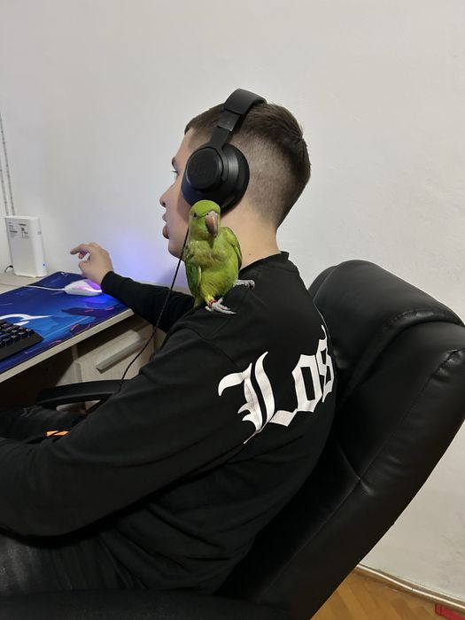 Se vinde papagal micul alexander