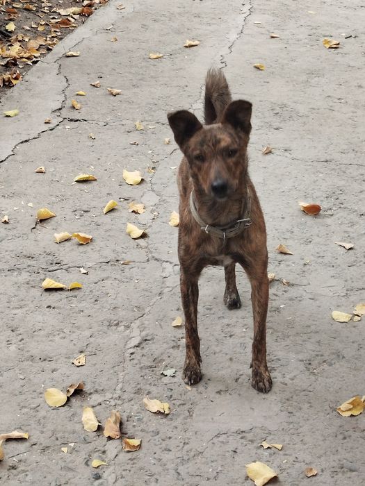 Животные умные и ласковые.