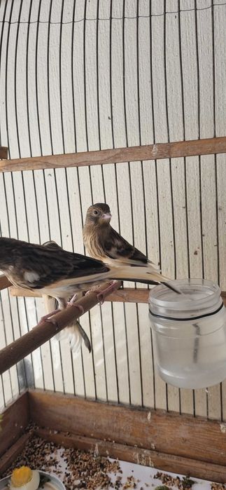 Молодые самцы-кенары Арлекины (мозаик)/ Молодой Арлекин (мозик)