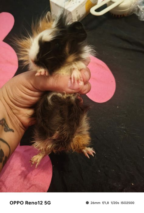 Porcusori de guineea  pui