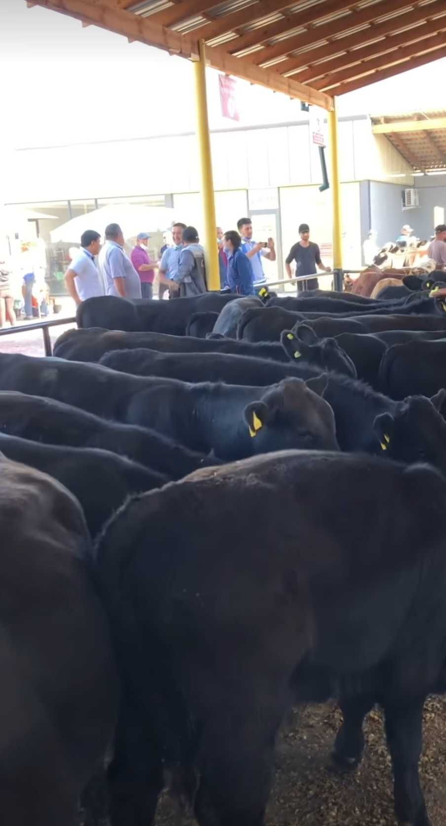Tozaqonli angus buqalari