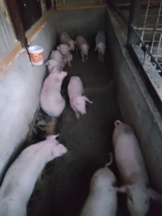 Cereale de anul acesta