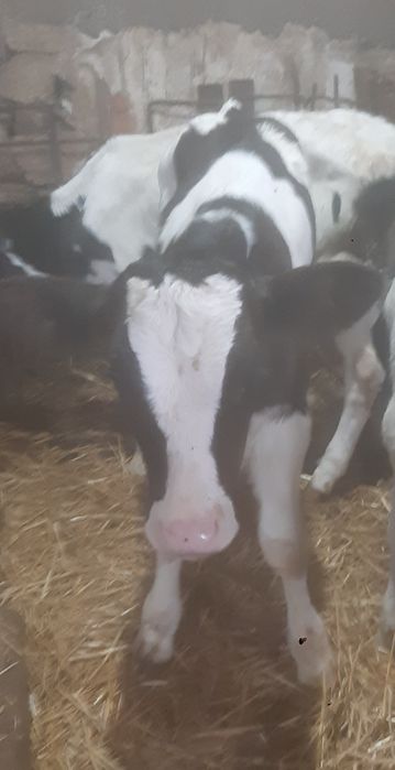 Мъжки телета сукалчета черно шарени