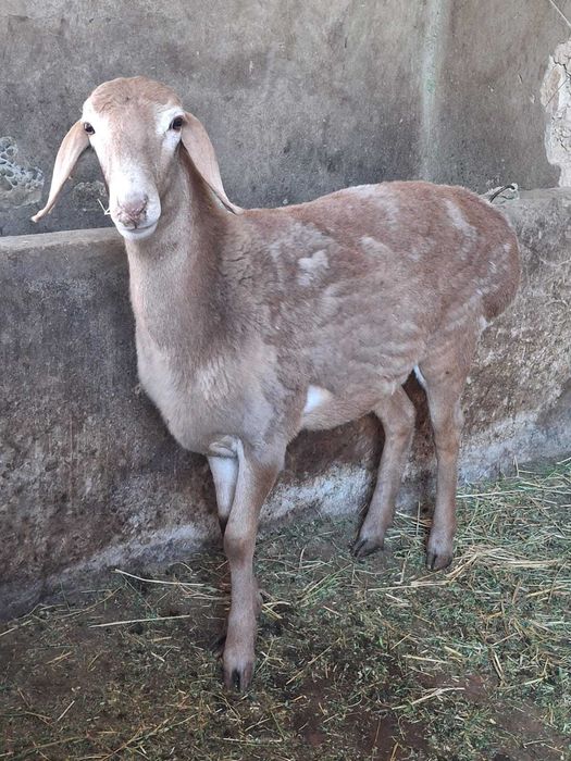 Арашан ұрғашы қозы.