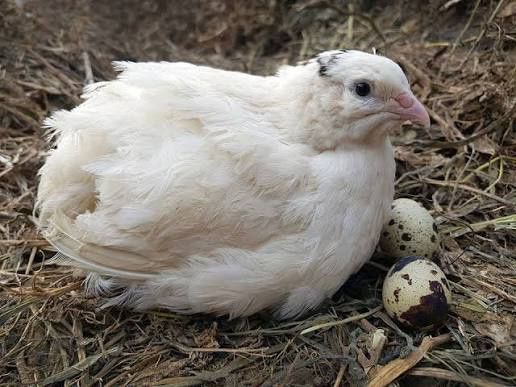 Oua de prepeliță polare pentru  incubat  vând și pui sau mature