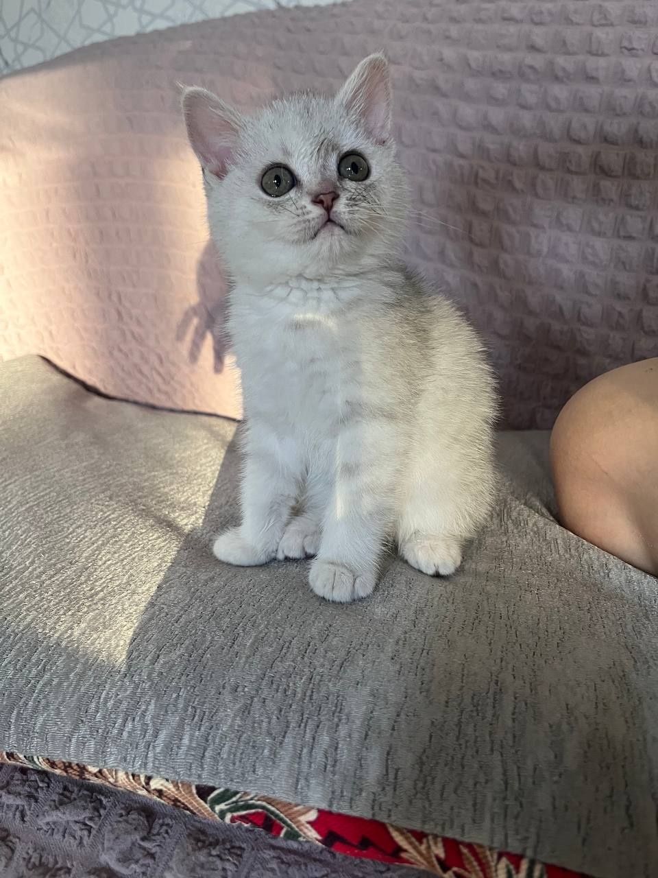 Серебристая шиншилла
