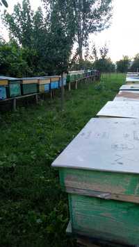 Vând 25 familii de albine 55 lei rama negociabil
