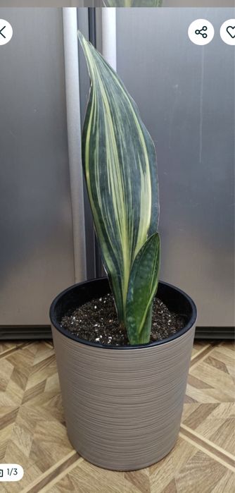 «ПАРУС»оригинальнаяСансевиерия (Sansevieria]!Без кашпо 12.000,см.оПИс.