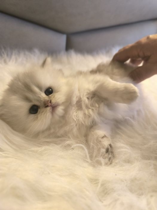 Продаётся Серебристая шиншилла.