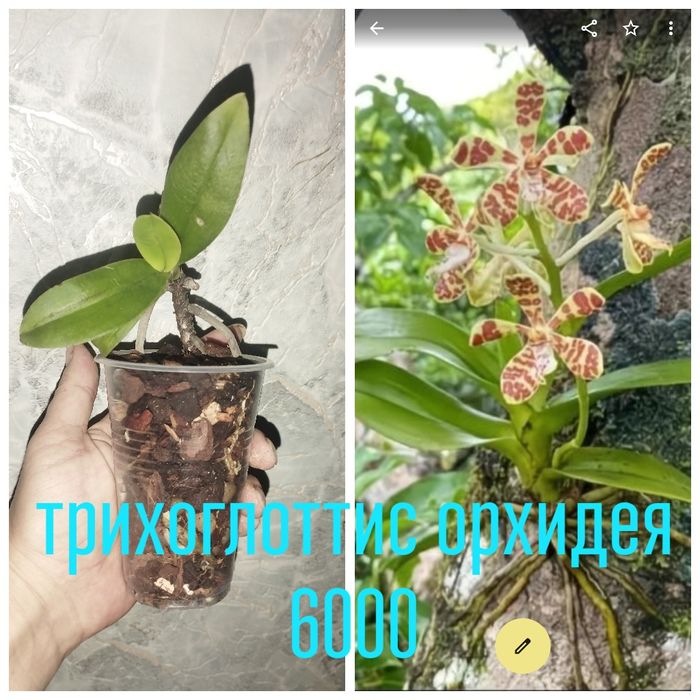 Тихоглоттис орхидея