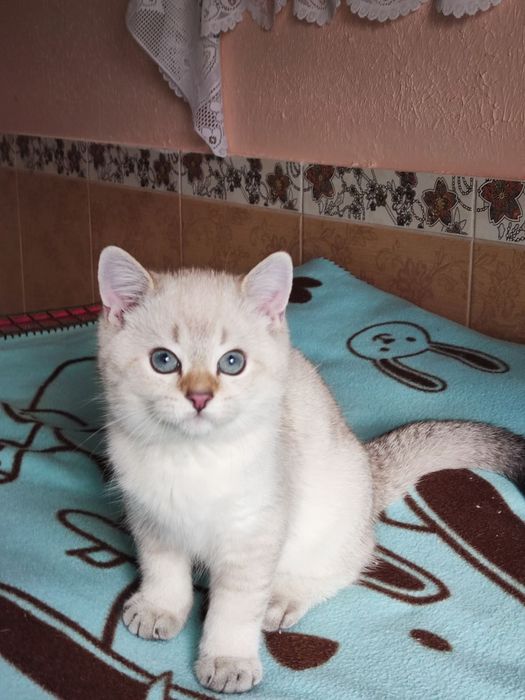 British shorthair Black golden ticked  point.