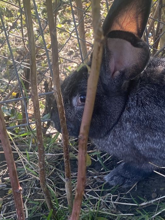 Iepuroaica de vanzare