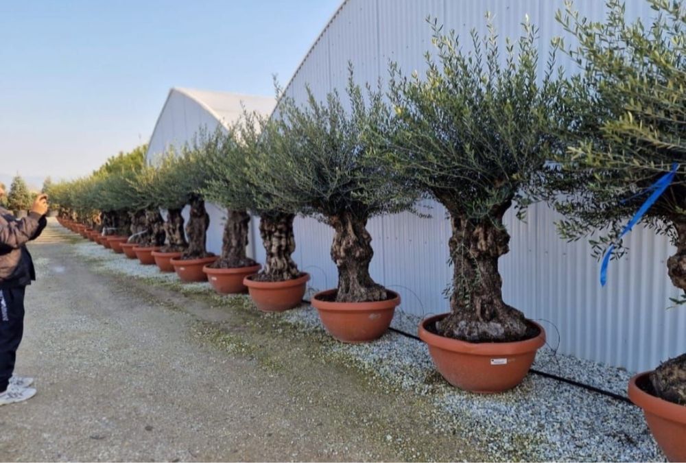 Vand plante ornamentale de orice specie si dimensiune pret minjm