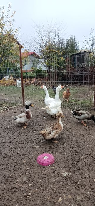 Vand/Schimb 2 gâște leșești tinere