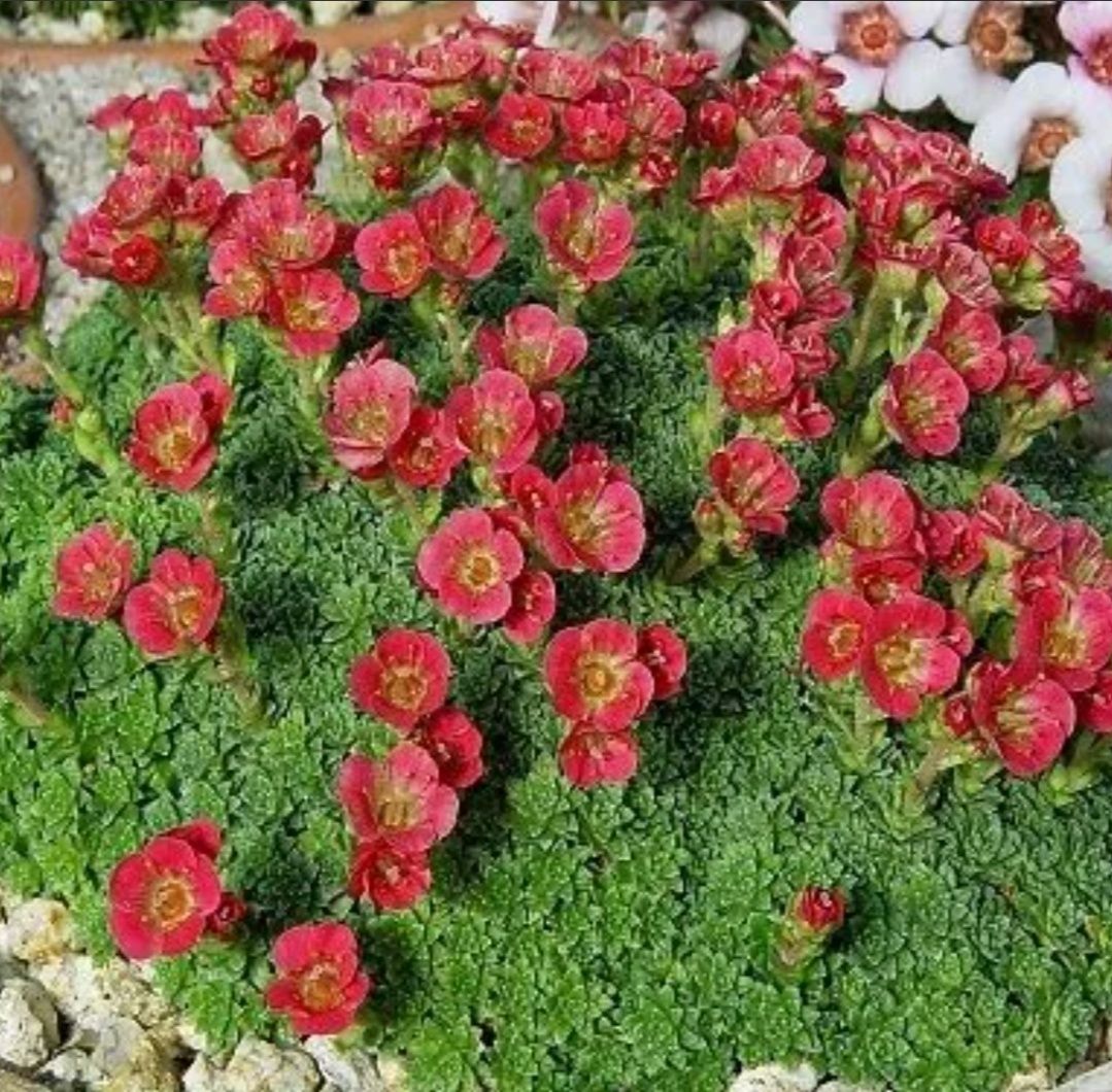 Саксифрага Бяла и Червена 
Saxifraga x arendsii pixi pan red.