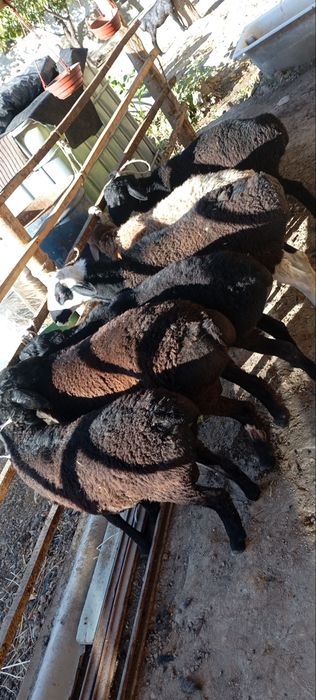 Qoʼcqorlar sotiladi soni 6 dona sogʼlom yeb ichishi zoʼr