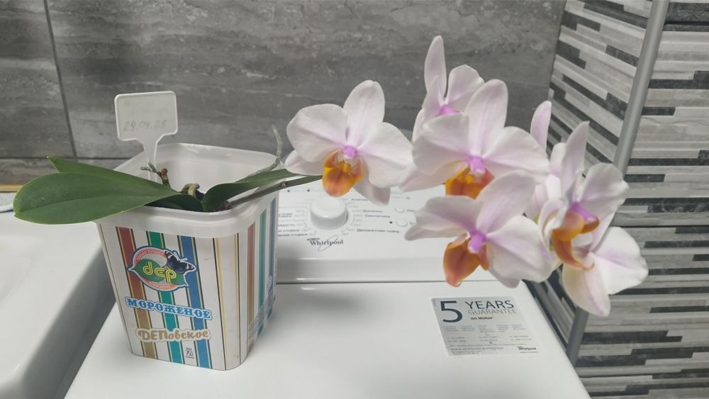 Продам орхидею .