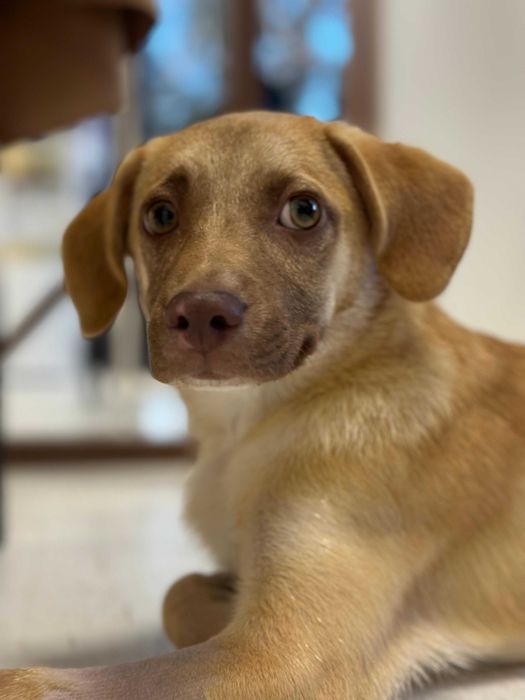 Adopta-l pe SCOOBY DOO – micul erou care a invins moartea!