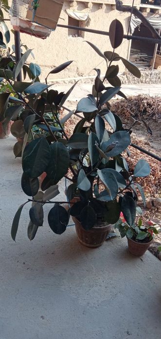 Fikus gullari, xona va ofis uchun