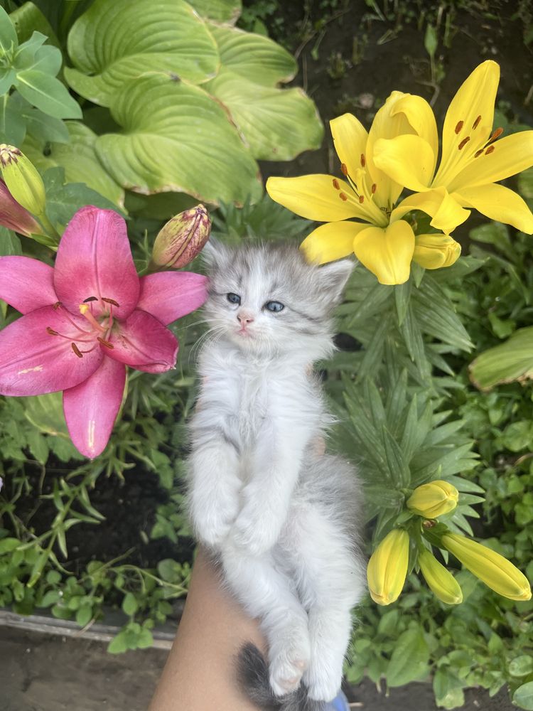 Котенок пушистый девочка