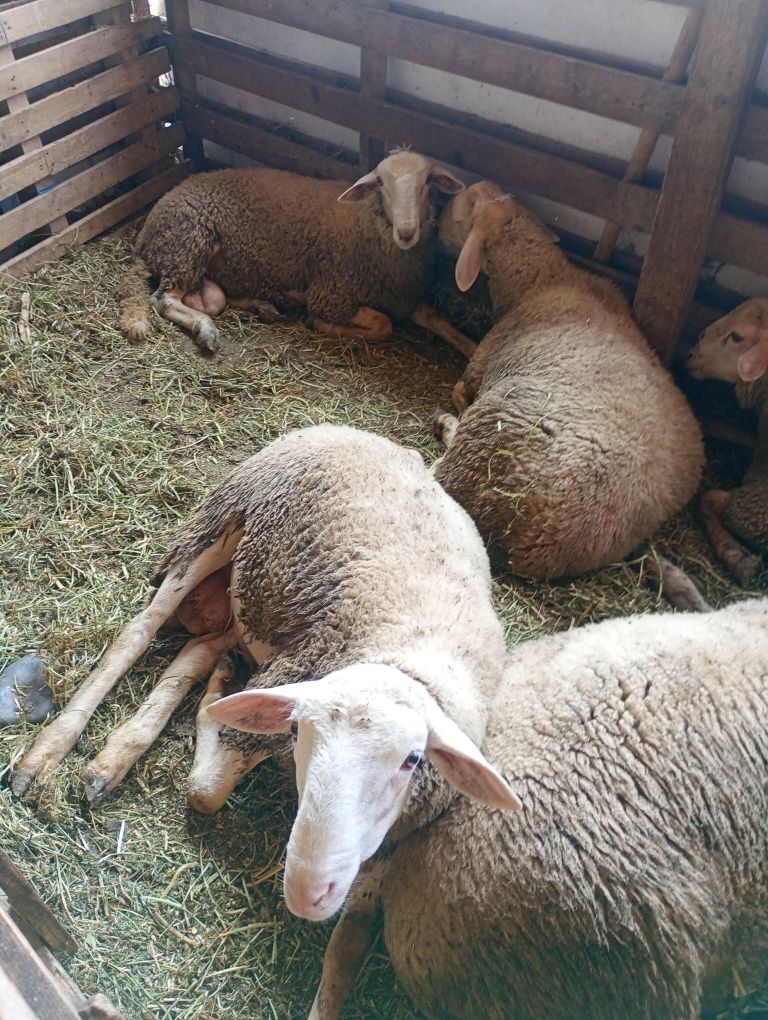 Vând berbecuți și miele din rasa Lacaune