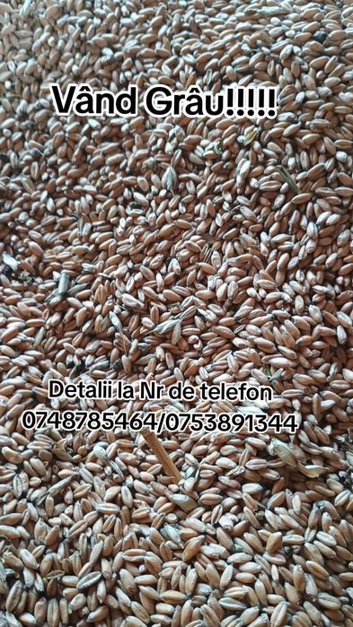 Vând grâu recoltă 2025