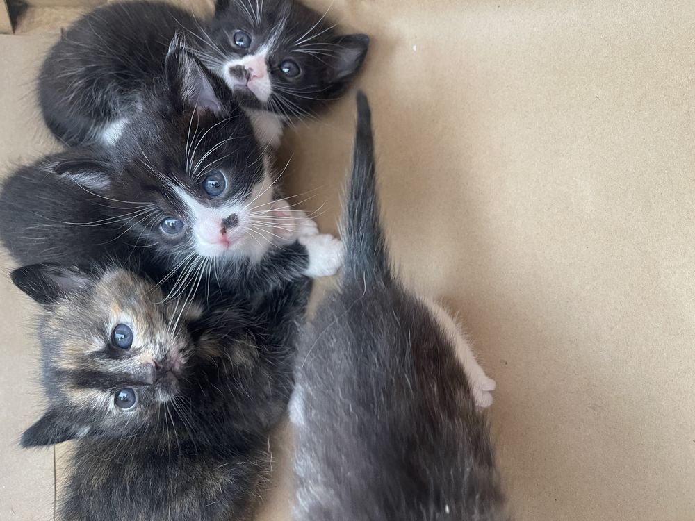 Pisicute pentru adoptie