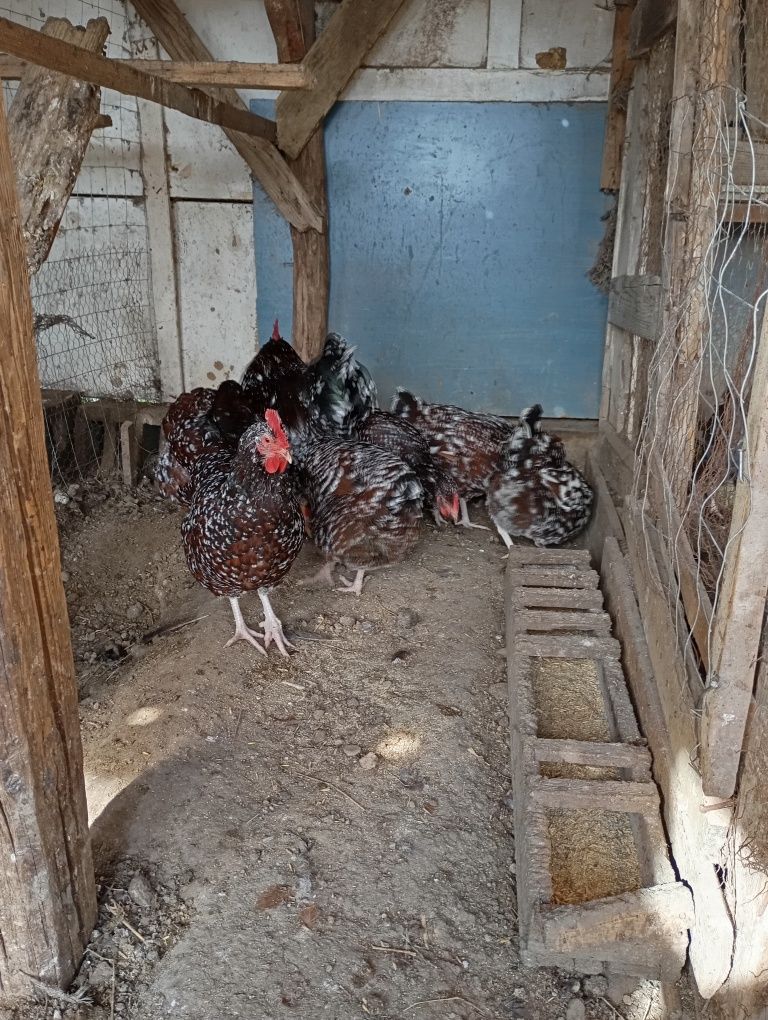 Vând ouă de găini de rasă. Găinile sunt majoritatea de anul trecut. De