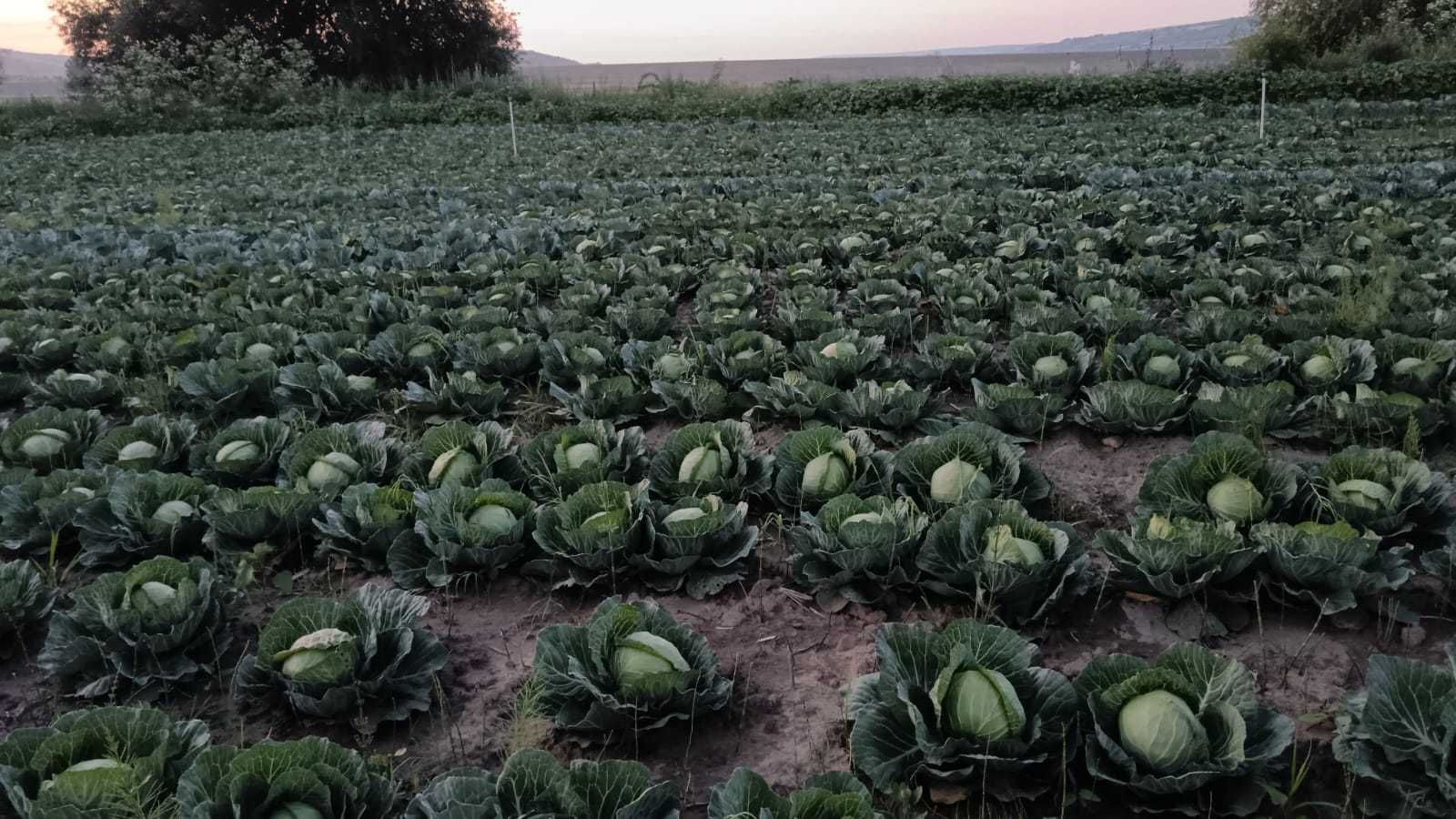Vand varza preț 1,5lei