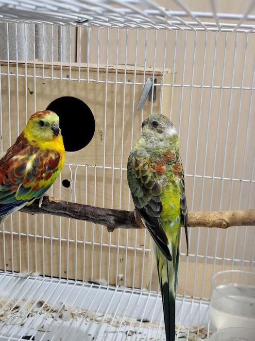 Продаются певчие попугаи