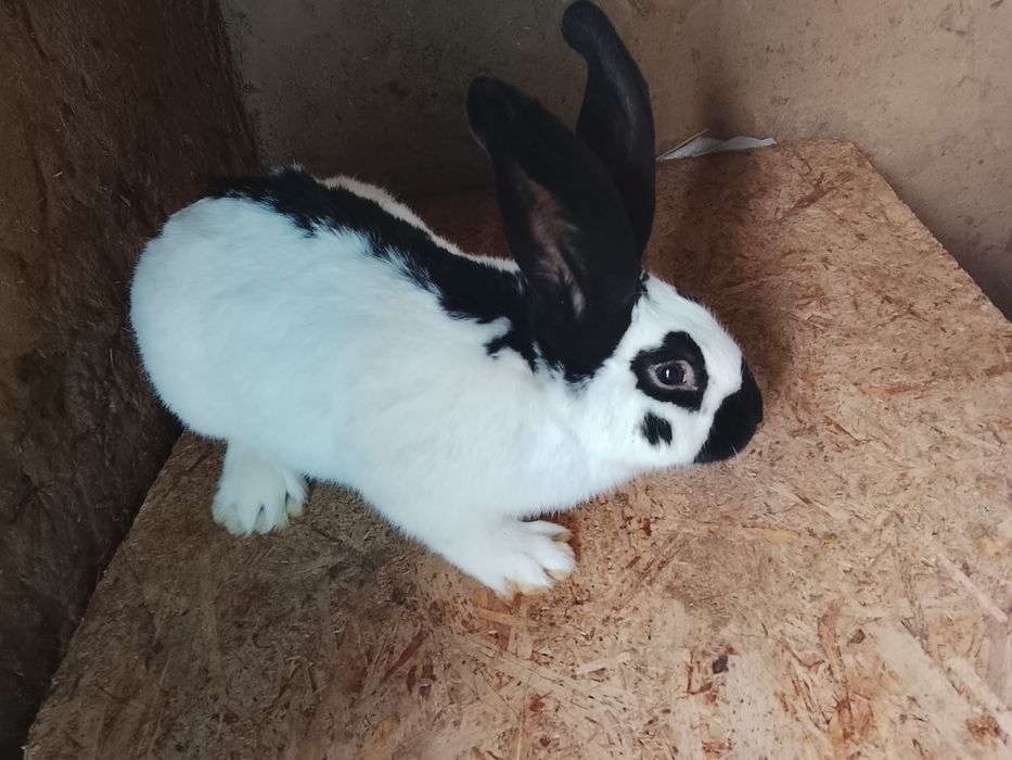 Продам крола рабочего