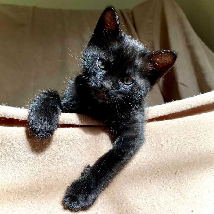 Подарявам домашно мъжко черно коте Ozzy