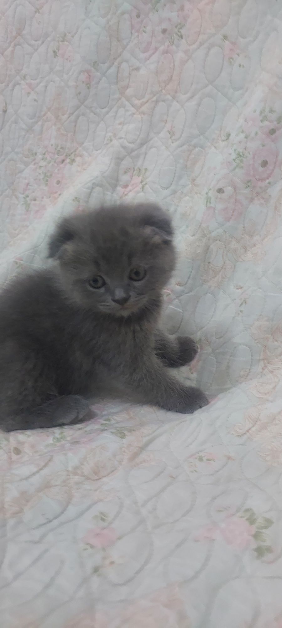 Продаётся котята
