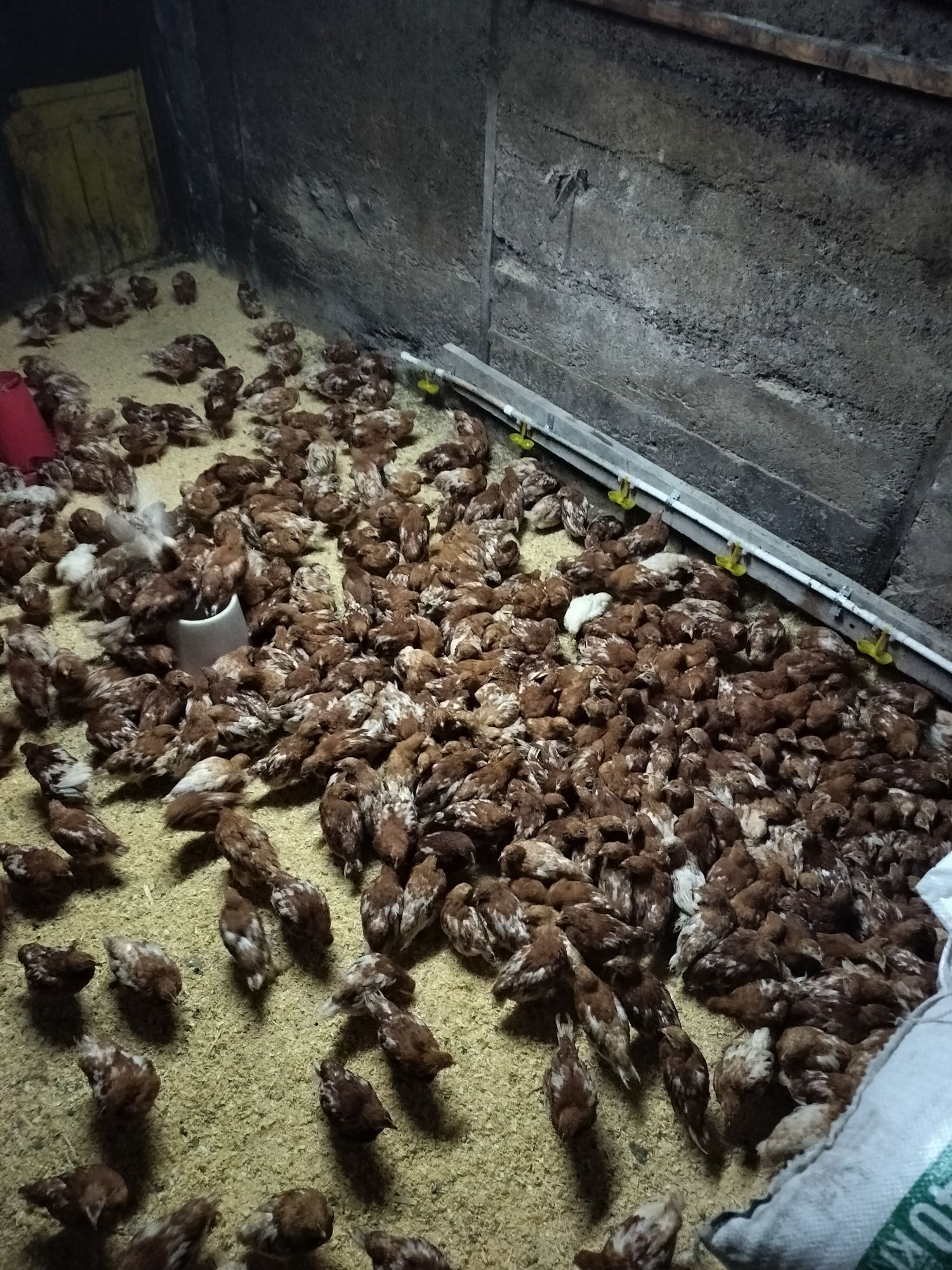 Продаём кур молодок