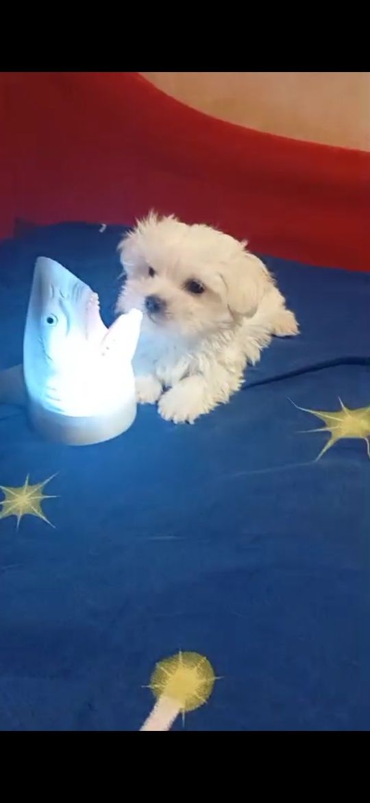 Bichon maltez toi